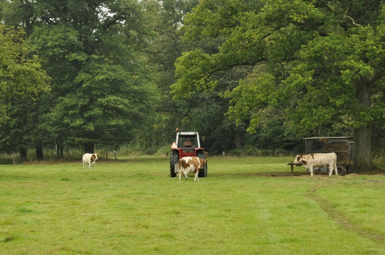 Twickel heeft een prachtig kleinschalig landschap. Voor de landbouw levert dit uitdagingen op, maar een Boeren voor Natuur boer kan er goed mee werken