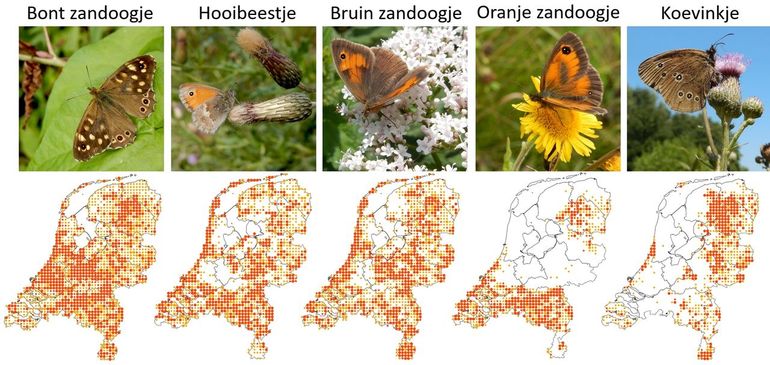 De vijf hier besproken zandoogjes. De kaartjes laten de waarnemingen van 2021 zien