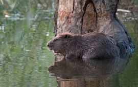 Bever (foto voor eenmalig gebruik)