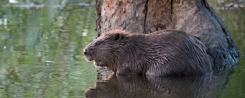 Bever (foto voor eenmalig gebruik)