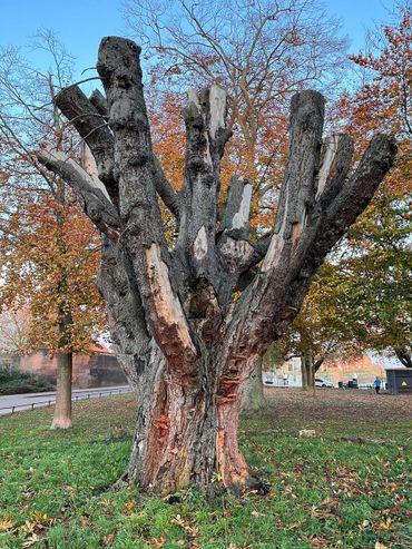 Waardevolle dode boom in Gorinchem
