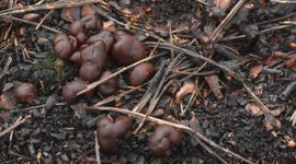 Brandplekpaddenstoelen 2025