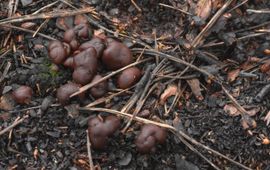 Brandplekpaddenstoelen 2025