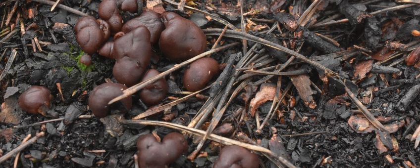 Brandplekpaddenstoelen 2025