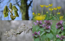 Voorjaarsbloeiers. Boven: paardenkastanje en speenkruid; onder: prunus en paarse dovenetel