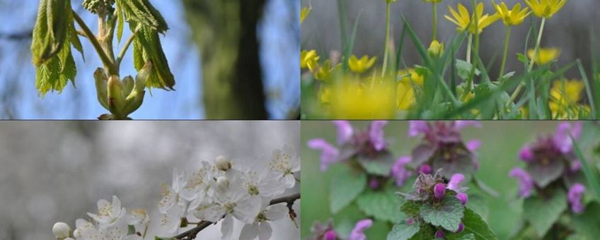 Voorjaarsbloeiers. Boven: paardenkastanje en speenkruid; onder: prunus en paarse dovenetel