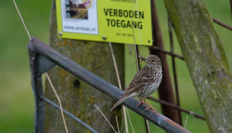 De graspieper leeft van insecten en zaden