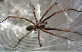 Darkone, CC BY-SA 2.0, https://commons.wikimedia.org/w/index.php?curid=17081 Eritagena atrica (was: Tegenaria atrica)