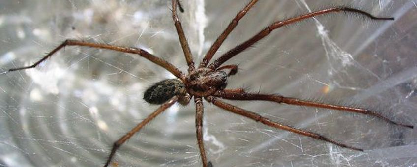 Eritagena atrica (was: Tegenaria atrica)
