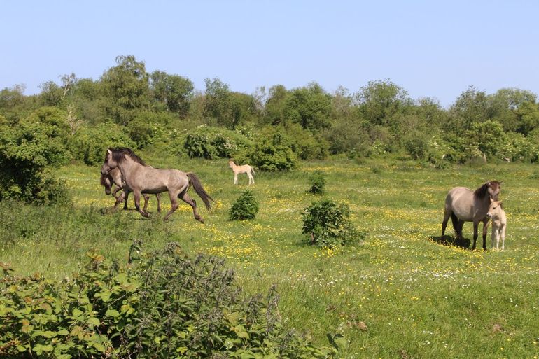 Konikpaarden op Slikken van de Heen zorgen met grazen en snoeien voor structuur in de vegetatie