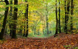 Loofbos, Nederland, herfst