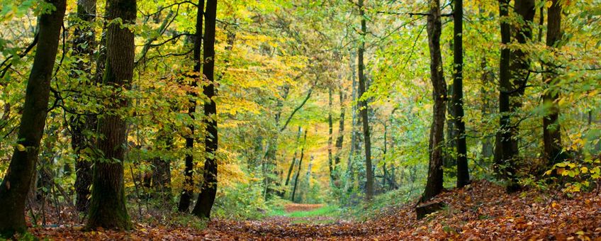 Loofbos, Nederland, herfst