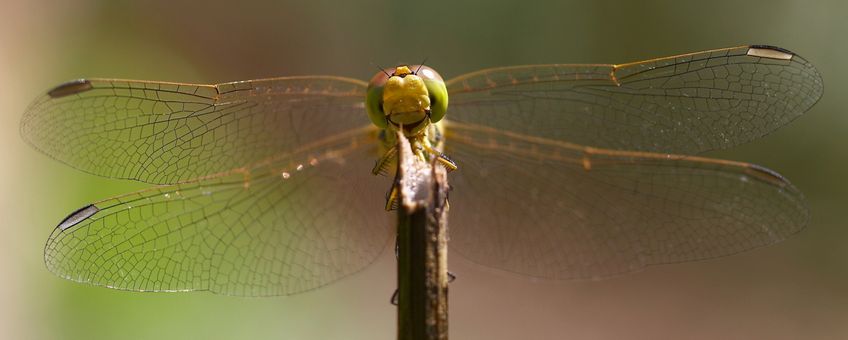 zuidelijke heidelibel vooraanzicht - primair