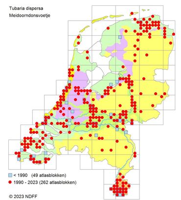 Verspreiding van het Meidoorndonsvoetje