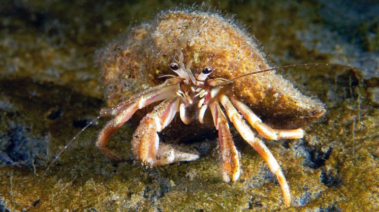 Nieuwe heremietkreeft in Oosterschelde: de Gemaskerde heremietkreeft (Pagurus longicarpus)