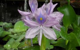 Water hyacinth.