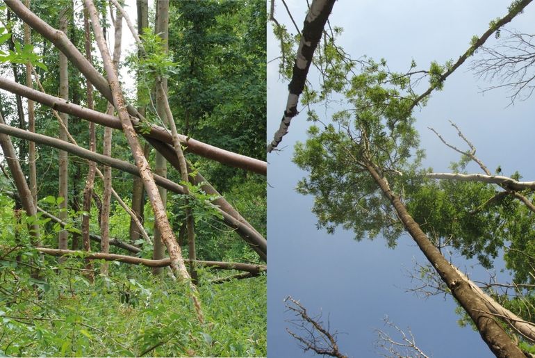 In het essenproefveld bij Windesheim (1986) stierf tussen 2018 en 2020 maar liefst 55 procent van de in 2018 nog levende bomen aan de essentaksterfte. Foto links: aangezien van vele essen de stamvoet ook aangetast was, mede door secondaire aantastingen, waaien deze bomen gemakkelijk om. Foto rechts: een klein percentage van de bomen is gezond, vermeerderd en kunstmatig besmet met de schimmel die essentaksterfte veroorzaakt