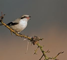 Klapekster met prooi