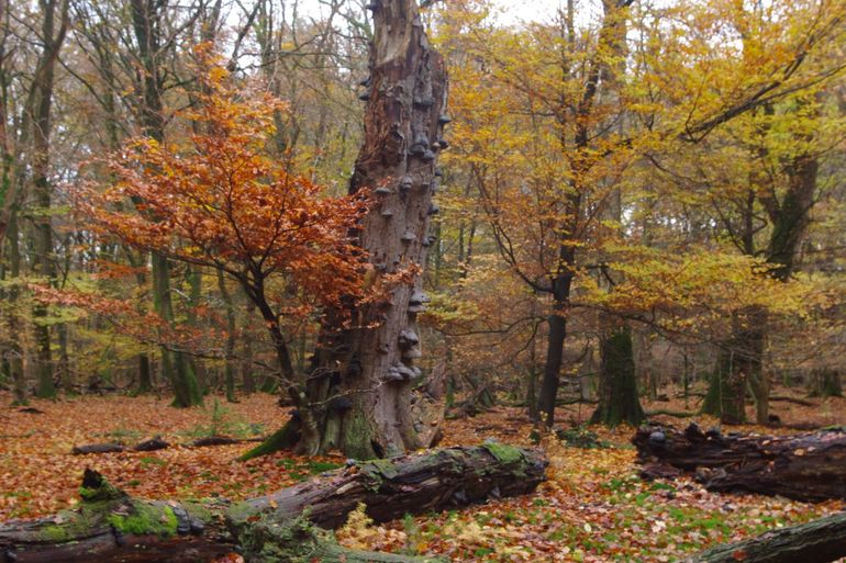 Bosreservaat Pijpebrandje in het Speulderbos, ingesteld na de stormen van 1972/73, met veel staand en liggend dood hout