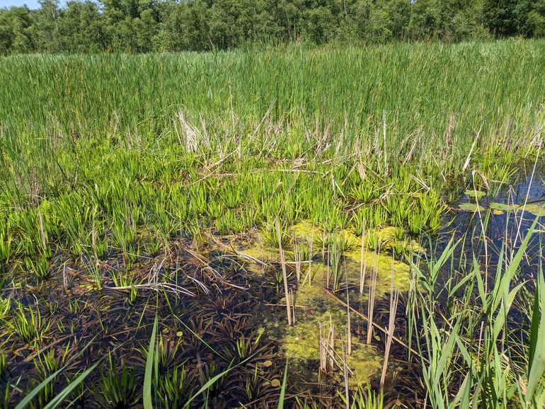 Oever in laagveengebied