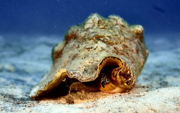 Queen Conch