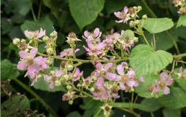 Rense Haveman Braam. Rubus
