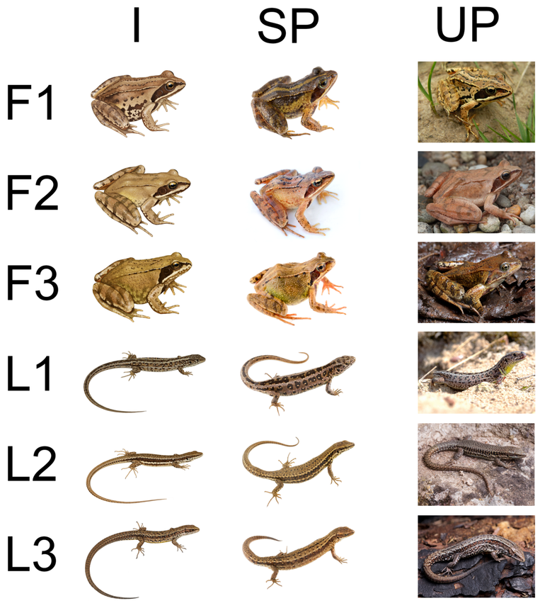 De drie types beeldmateriaal voor de soorten kikkers (F1 = heikikker, F2 = sprinkikker, F3 = bruine kikker) en hagedissen (L1 = zandhagedis, L2 = muurhagedis, L3 = levendbarende hagedis). ‘I’ zijn wetenschappelijke illustraties van Ilian Velikov, ‘SP’ zijn gestandaardiseerde foto’s op witte achtergrond van Matthijs Hollanders en ‘UP’ zijn niet-gestandaardiseerde foto’s