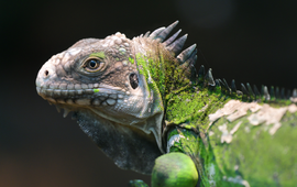 Shutterstock Antilliaanse leguaan (Iguana delicatissima) - eenmalig gebruik WUR