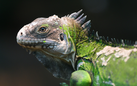 Antilliaanse leguaan (Iguana delicatissima) - eenmalig gebruik WUR