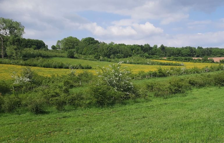 Hetzelfde dal na de ingreep: bos, struweel en structuurrijk grasland komen tot ontwikkeling door een combinatie van extensieve jaarrondbegrazing en plaatselijke aanplant van bomen en struiken
