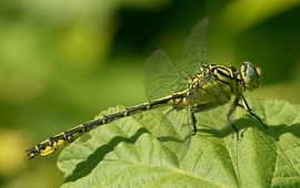 Gomphus flavipes - rivierrombout