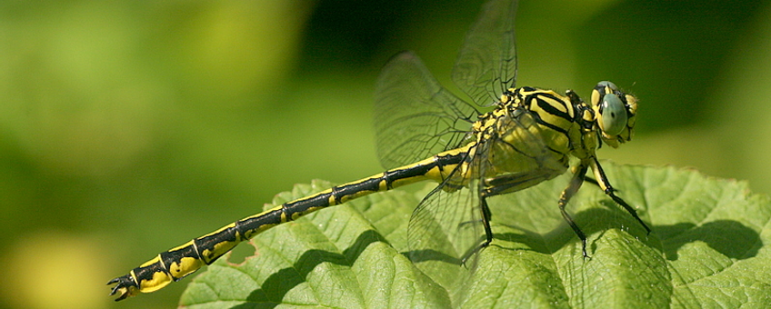 Gomphus flavipes - rivierrombout