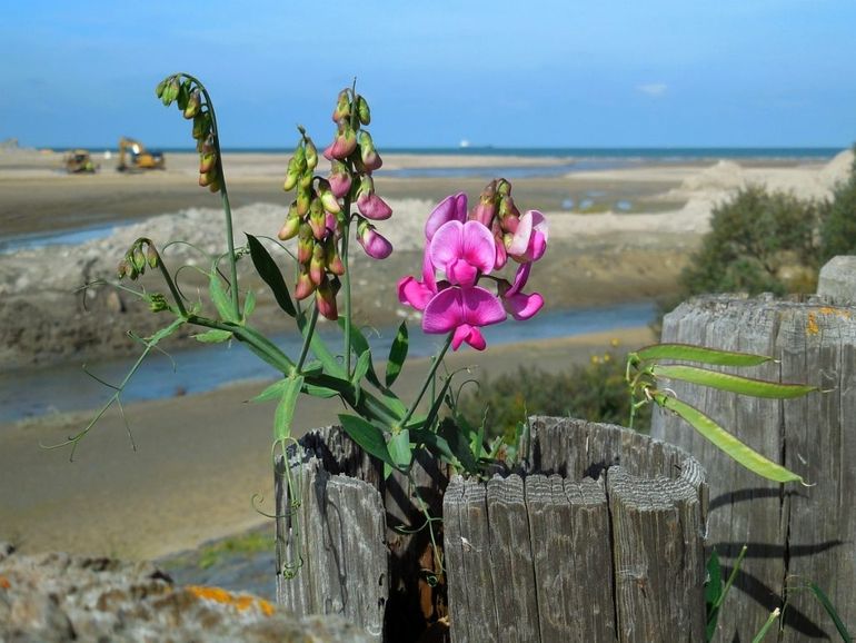 Brede lathyrus op industrieterrein