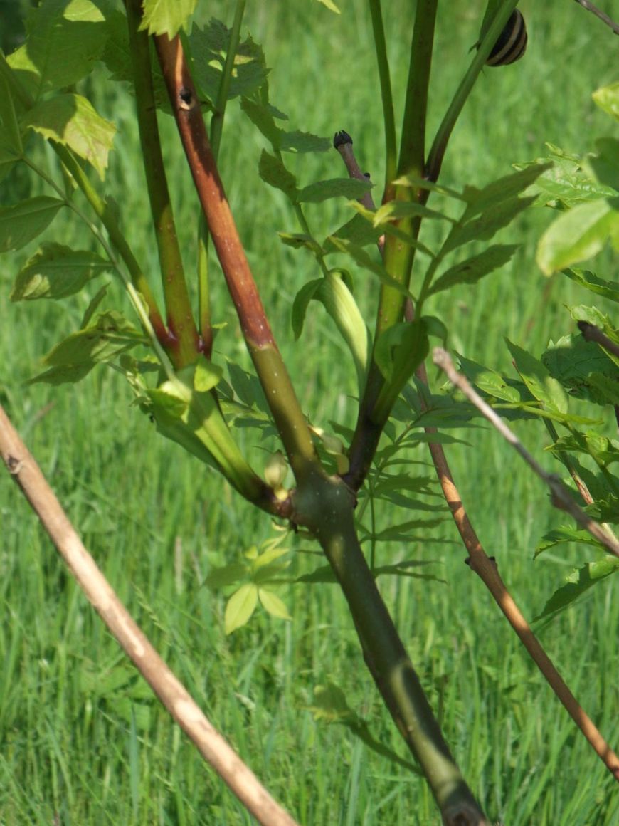 Essentaksterfte, fraxinus excelsior, bladeren en tak