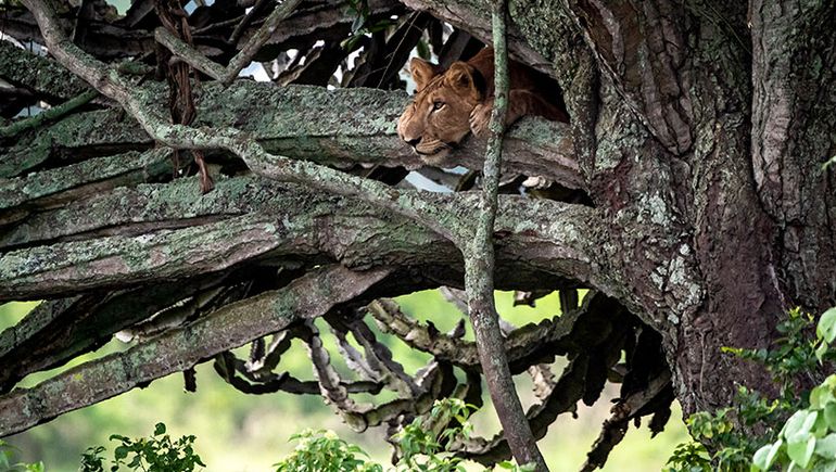 Leeuw in een boom