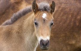 Pony,  GNU-licentie voor vrije documentatie