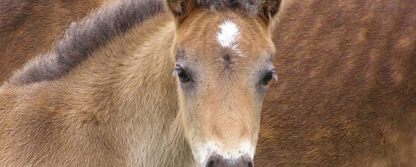 Pony,  GNU-licentie voor vrije documentatie