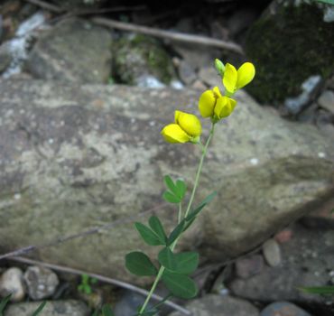 Wilde indigo (Baptisia tinctoria)