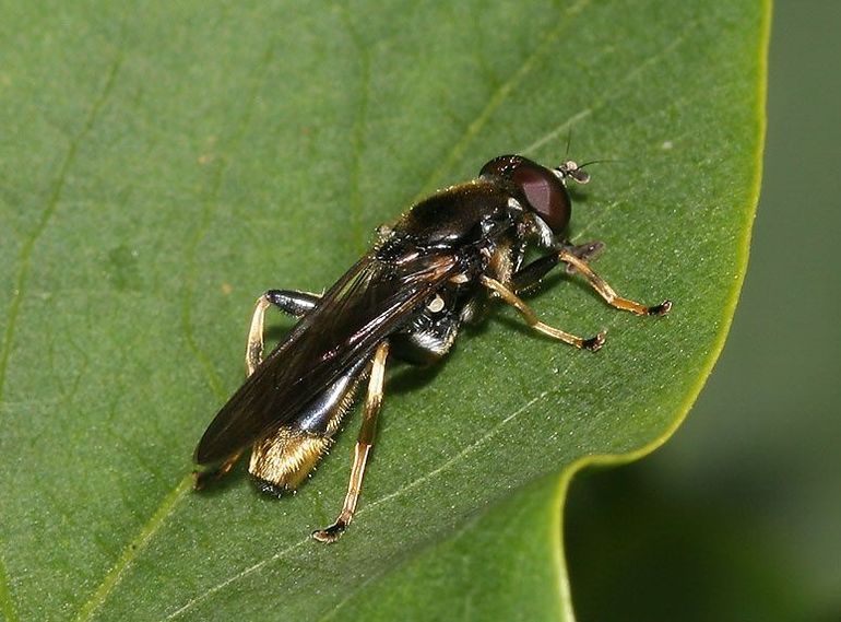 De grote gouden bladloper slobbert zijn voedsel van bladeren