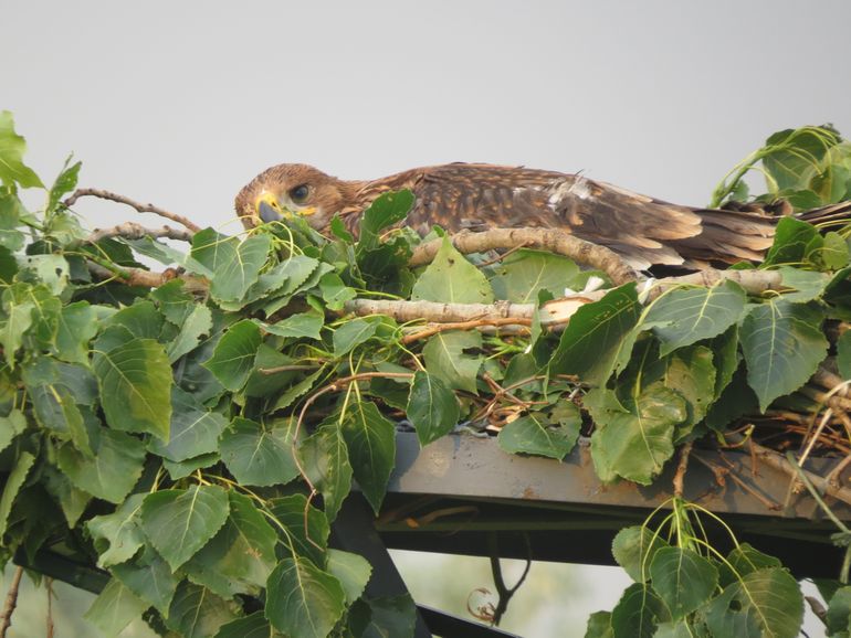 Young eagle in the new artificial nest