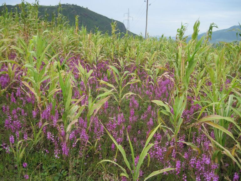 Striga infestation in Ethiopia