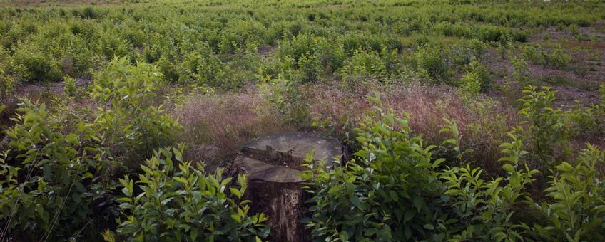 Woekerende Amerikaanse vogelkers (Prunus serotina) op een kapvlakte