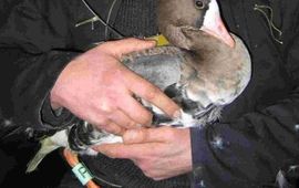Natuurkalender Gans Kees (foto: G. Muskens)
