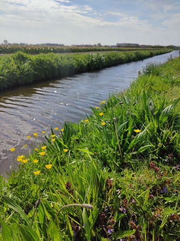 De bloemrijke oevers van sloten in agrarisch gebied kunnen een belangrijke bron van voedsel zijn voor wilde bestuivers