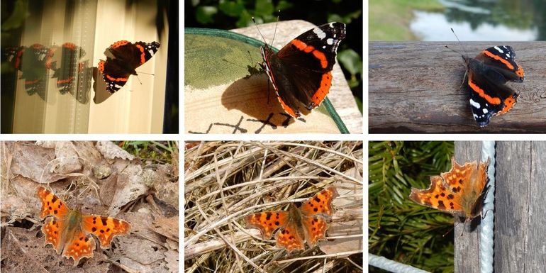 De vroege voorjaarsvlinders hebben behoefte aan warmte en zullen graag op goed reflecterende oppervlakten zitten. Boven: atalanta. Onder: gehakkelde aurelia