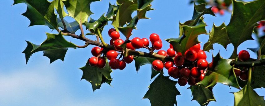 Ilex aquifolium. Hulst