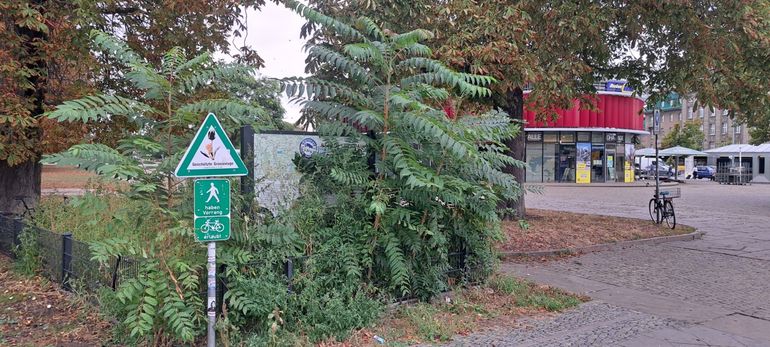 Hemelboom in beschermd groengebied
