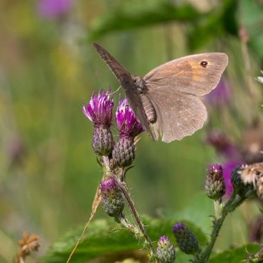 Kruidenrijke graslanden op voormalige landbouwgrond zijn van belang voor vlinders, zoals dit Bruin Zandoogje