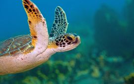 Brenda Kirby VOOR EENMALIG GEBRUIK Green turtle. Groene zeeschildpad