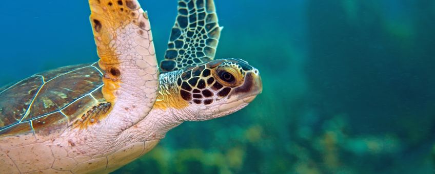 Green turtle. Groene zeeschildpad